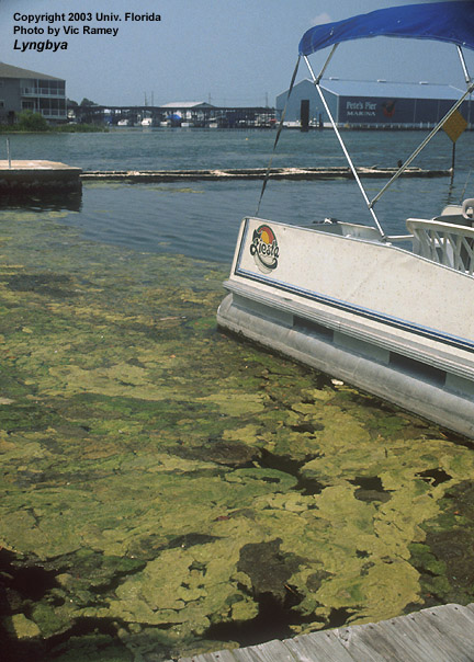 01_algae_01 01_algae_01